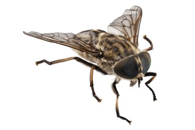 büyük marsh sinegi türler tabanus autumnalis