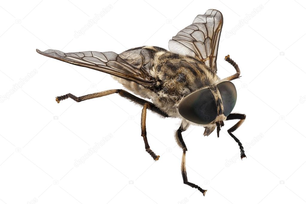 Large marsh horsefly species Tabanus autumnalis