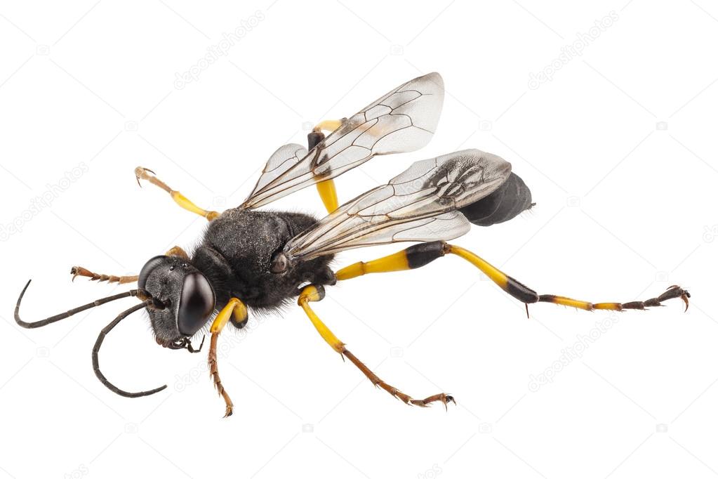 Pictures mud dauber Wasp mud dauber species sceliphron