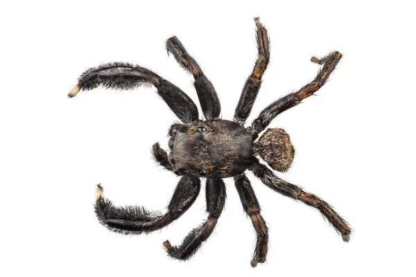 Black spider — Stock Photo, Image