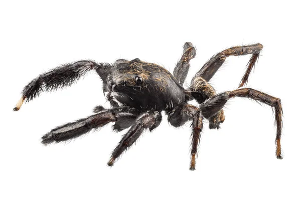 Black spider — Stock Photo, Image