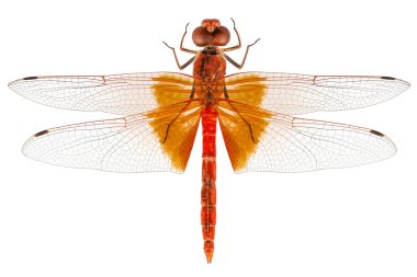 Scarlet yusufçuk türler crocothemis erythraea