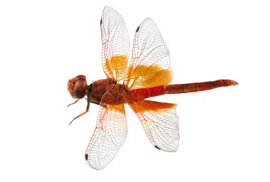 Scarlet yusufçuk türler crocothemis erythraea
