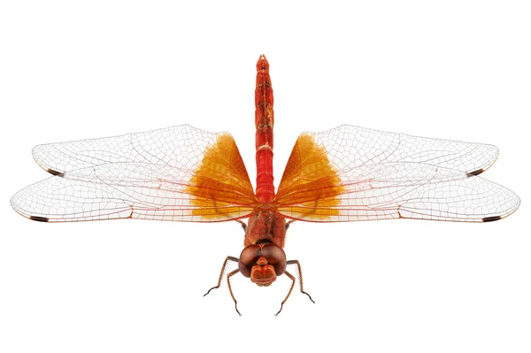 Scarlet Dragonfly species Crocothemis erythraea — Stock Photo, Image