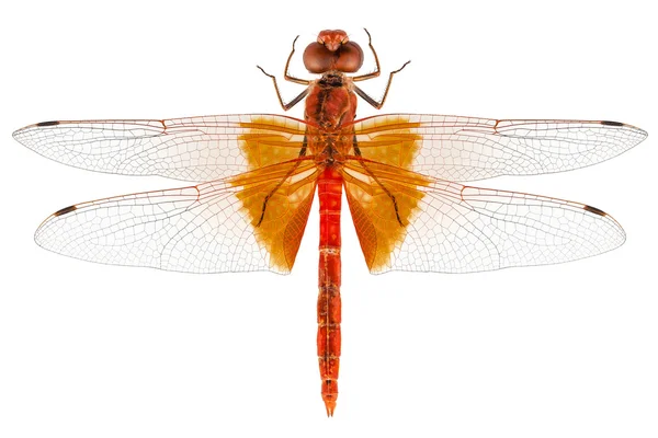Scarlet vážka druhů crocothemis erythraea — Stock fotografie