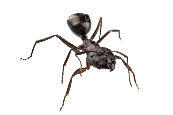 大工の蟻種オオアリ属迷走 — ストック写真