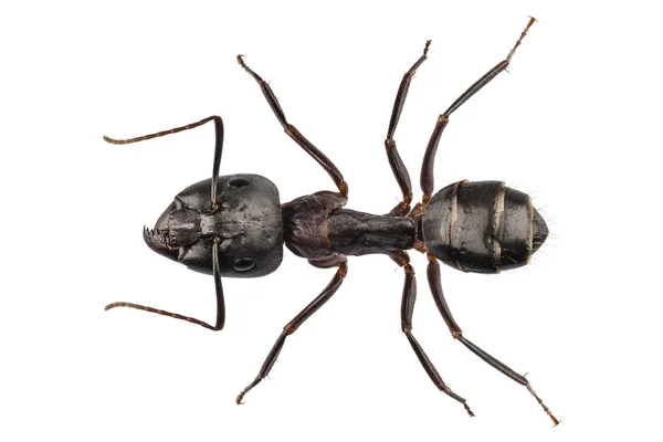 大工の蟻種オオアリ属迷走 — ストック写真