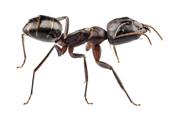 Carpenter Ant species camponotus vagus — Stock Photo, Image