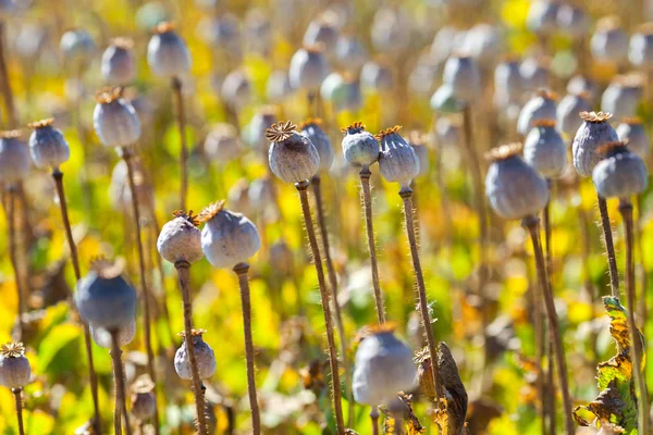 Poppy seed capsules — Stock Photo, Image