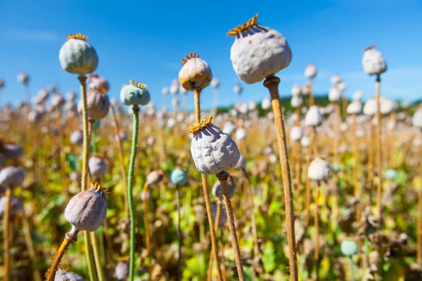 Poppy seed capsules on a background of the sky, horizontal — Stock Photo, Image