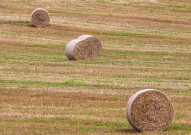 tarlada saman balyaları