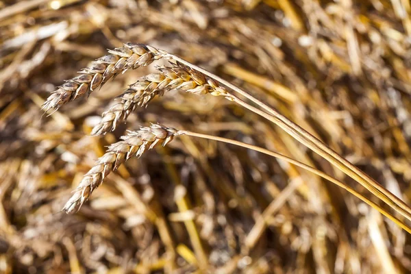 Texture of hay, close up — Stock Photo, Image