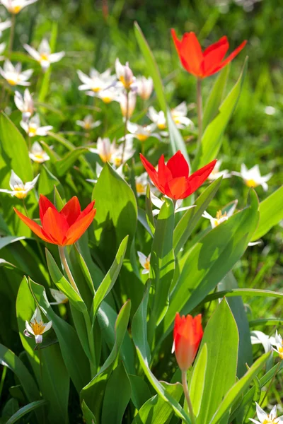 Flower on background of green meadow — Stock Photo, Image