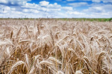 Çavdar alan, çavdar kulaklar