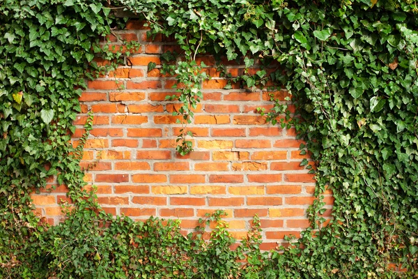 Brick wall covered by ivy — Stock Photo, Image