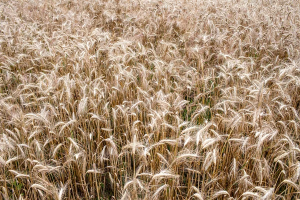 Rye field — Stock Photo, Image