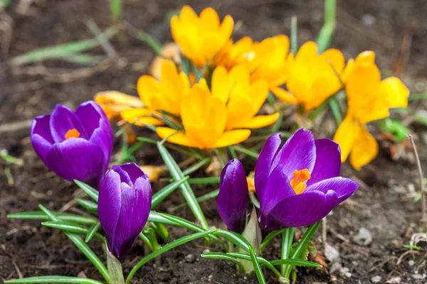 Yellow and purple crocus — Stock Photo, Image