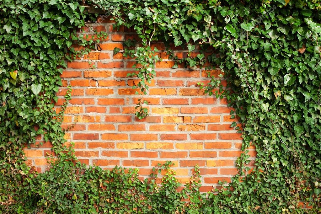 Brick wall covered by ivy — Stock Photo © graphia76 28635575