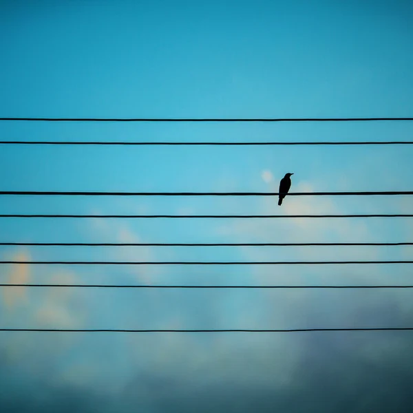 Mavi bir arka plan üzerinde kuş — Stok fotoğraf