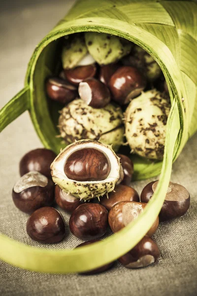Chestnuts in green basket — Stock Photo, Image
