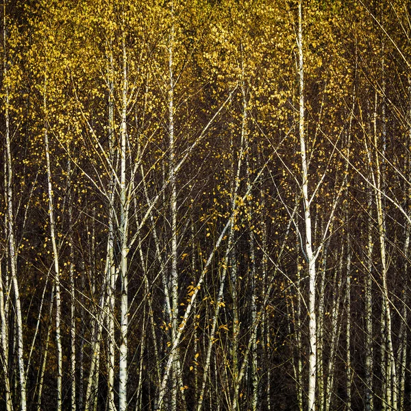 Sonbahar huş ağacı orman, arka plan, kare resim — Stok fotoğraf