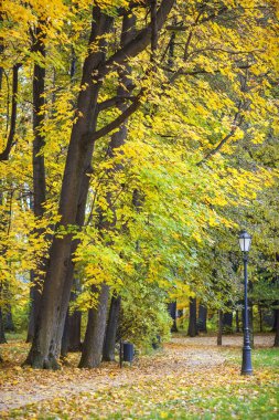 Park Güz