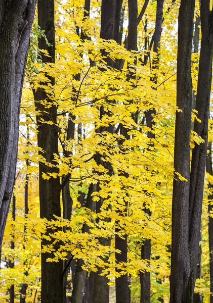 Sonbahar arka plan, sarı ormanda bırakır. — Stok fotoğraf
