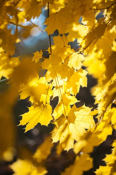 Yellow leaves, autumn background — Stock Photo, Image