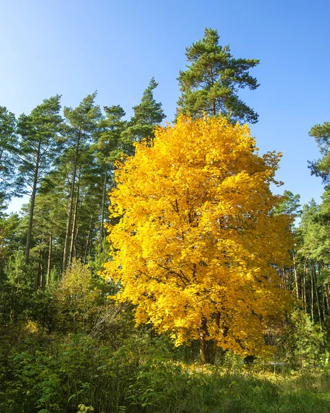 Sarı ağaç, sonbahar arka plan — Stok fotoğraf