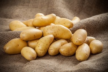 tuval zemin üzerine taze patates