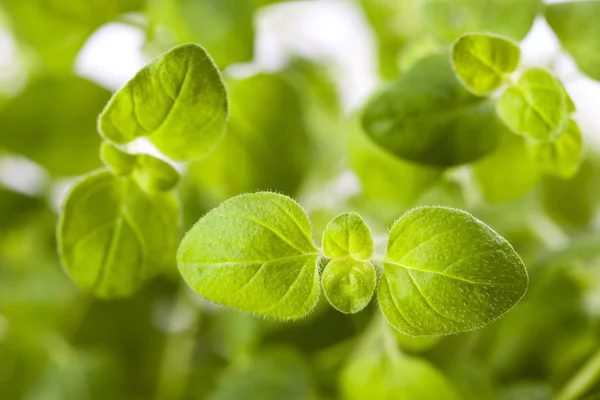 Fresh green oregano close up — Stock Photo, Image
