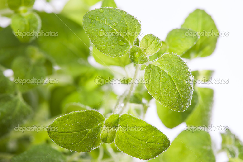 Fresh oregano herb close up — Stock Photo © graphia76 40098371
