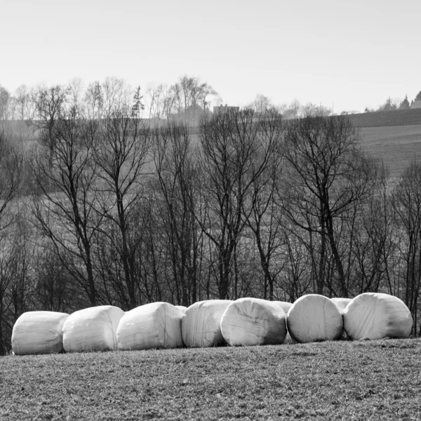 Тюки сена, завернутые в белую фольгу, черно-белое изображение, весна, подряд — стоковое фото