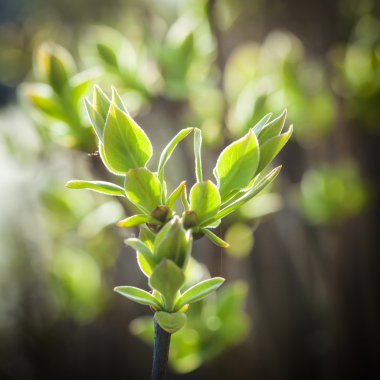 bir tek dal taze yeşil yapraklar