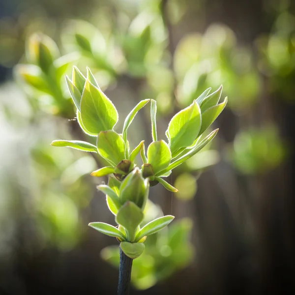 Fresh green leaves on one single branch — Stock Photo, Image