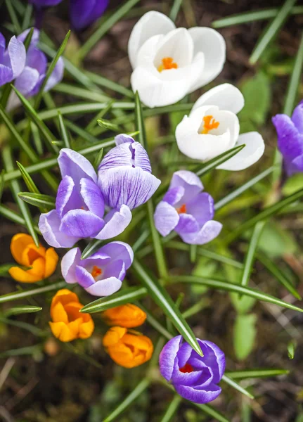 Group of garden crocus flowers — Stock Photo, Image