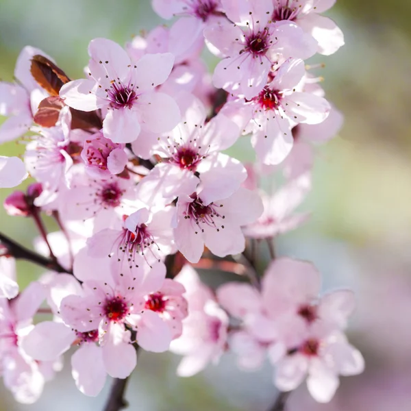 Pink cherry flowers — Stock Photo, Image