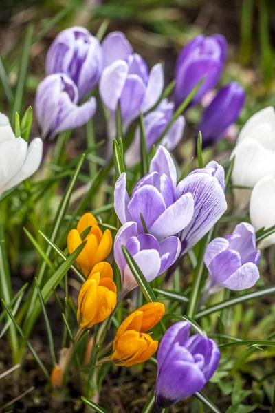 Group of garden crocus flowers — Stock Photo, Image