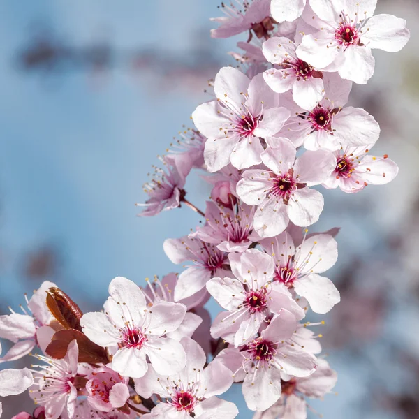 Cherry flowers on blue sky background — Stock Photo, Image