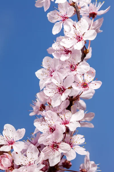 Cherry flowers on blue sky background — Stock Photo, Image