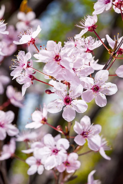 Pink cherry flowers — Stock Photo, Image