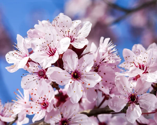 Cherry flowers on blue sky background — Stock Photo, Image