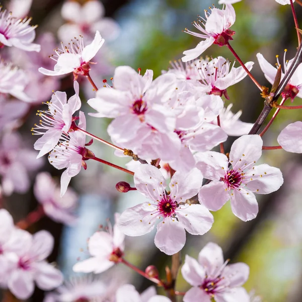 Cherry flowers on green background — Stock Photo, Image