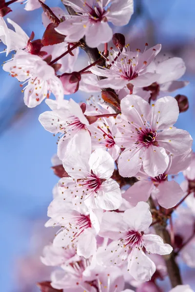 Cherry flowers on blue sky background — Stock Photo, Image