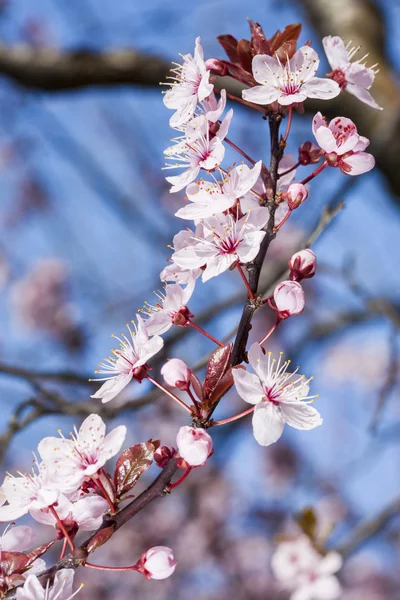 Cherry flowers on blue sky background — Stock Photo, Image