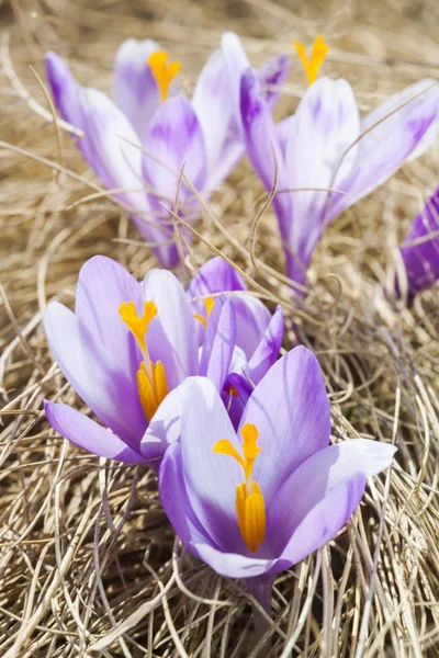 Blisko - up fioletowe małe kwiaty krokus — Zdjęcie stockowe