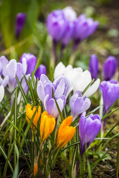 Close -up of violet small crocus garden flowers — Stock Photo, Image