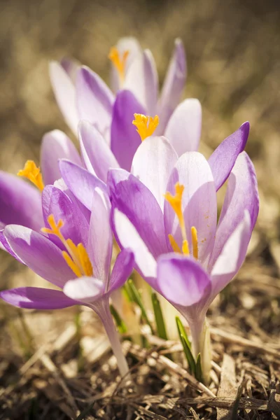 Close -up of violet small crocus flowers — Stock Photo, Image