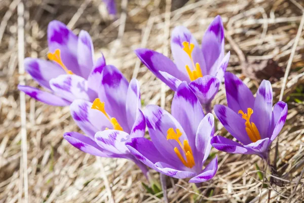 Close -up of violet small crocus flowers — Stock Photo, Image