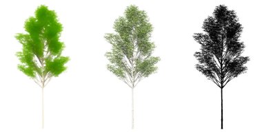 Avrupa Aspen ağaçlarının seti veya koleksiyonu, boyanmış, doğal ve beyaz arka planda siyah bir siluet olarak. Doğa, ekoloji ve koruma, güç, dayanıklılık ve güzellik için kavramsal ya da kavramsal 3D illüstrasyon